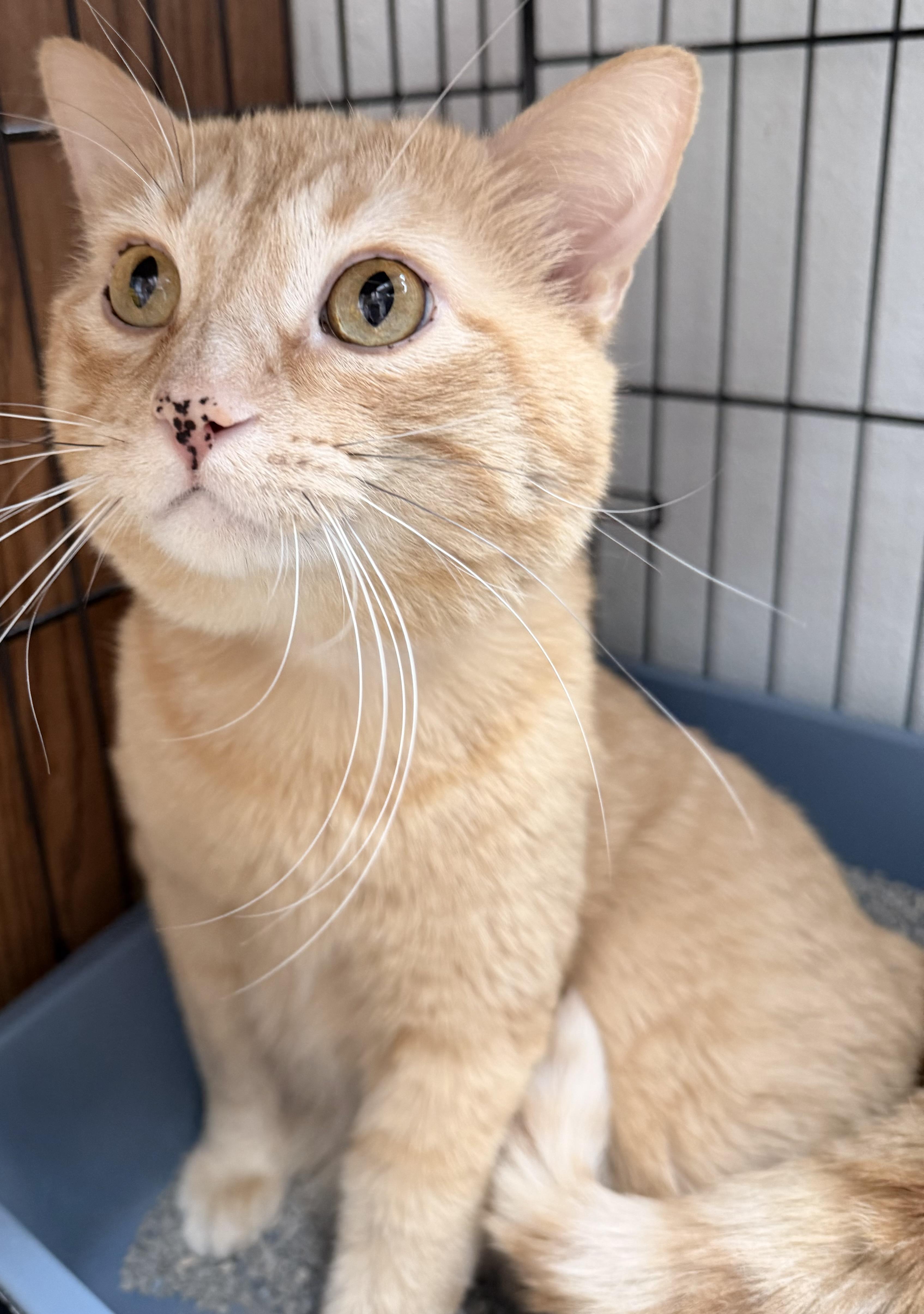 Enlarge Newcee, a ADOPTABLE Domestic Short Hair in Estes Park, CO image 1/2