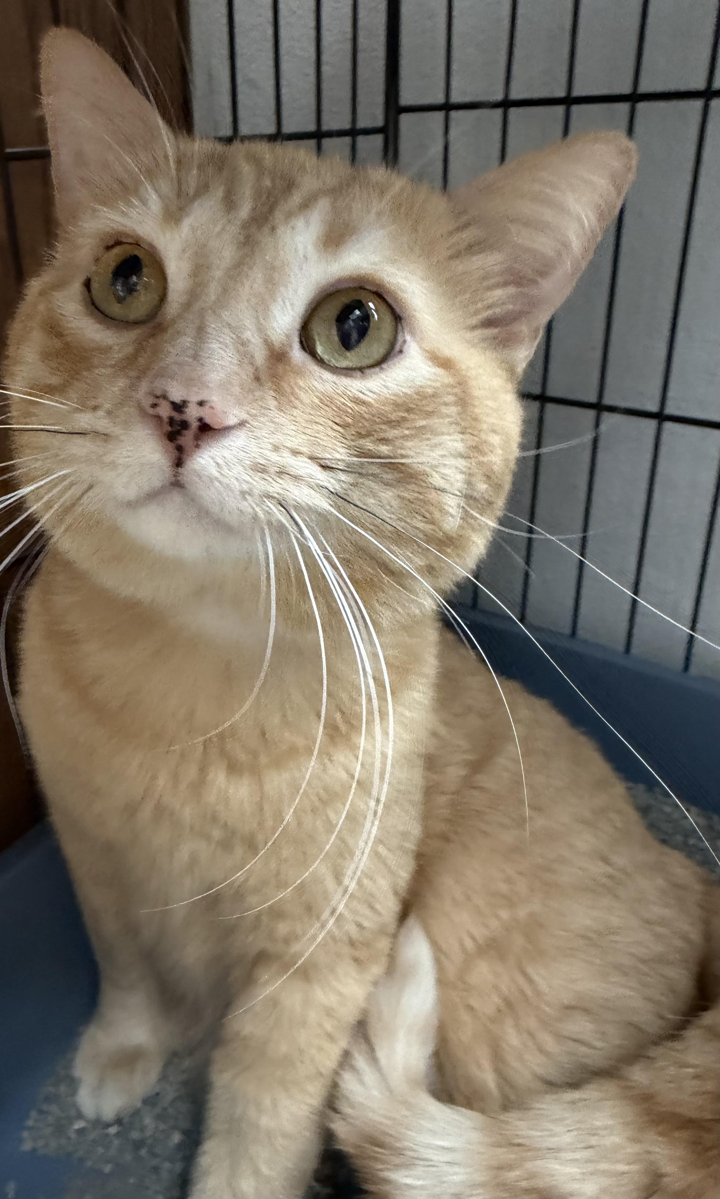 Enlarge Newcee, a ADOPTABLE Domestic Short Hair in Estes Park, CO image 2/2