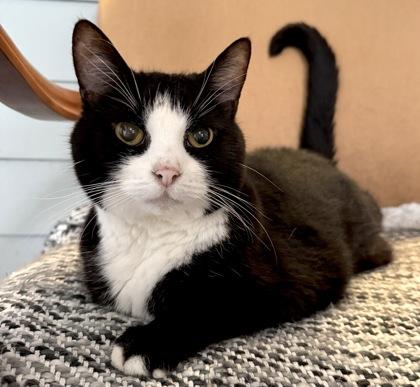 LUCY, Adoptable, Senior Female Domestic Medium Hair.