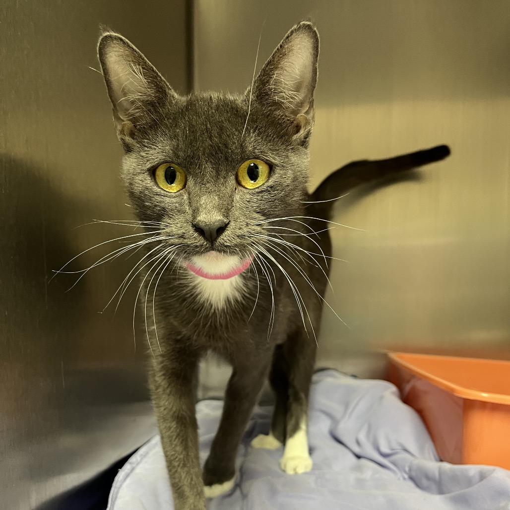 Kehlani, a Adoptable Domestic Short Hair in Lakeland, FL image 1/3