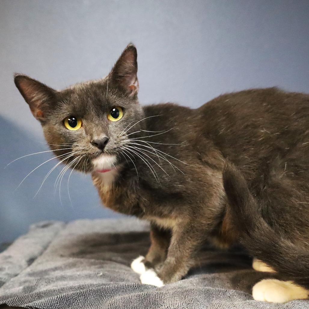 Kehlani, a Adoptable Domestic Short Hair in Lakeland, FL image 2/3