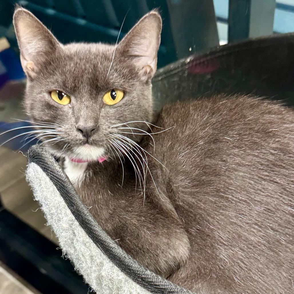 Kehlani, a Adoptable Domestic Short Hair in Lakeland, FL image 3/3