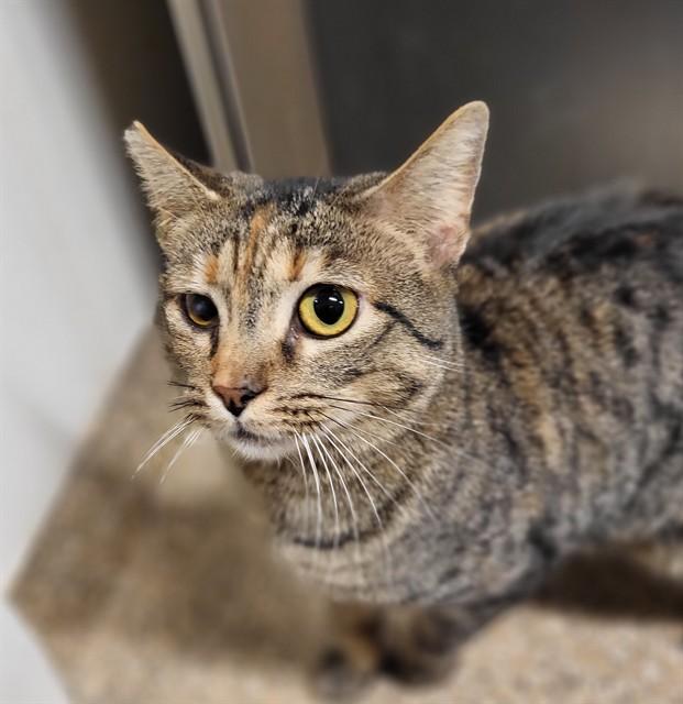 POOCHY, Adoptable, Young Female Domestic Short Hair.