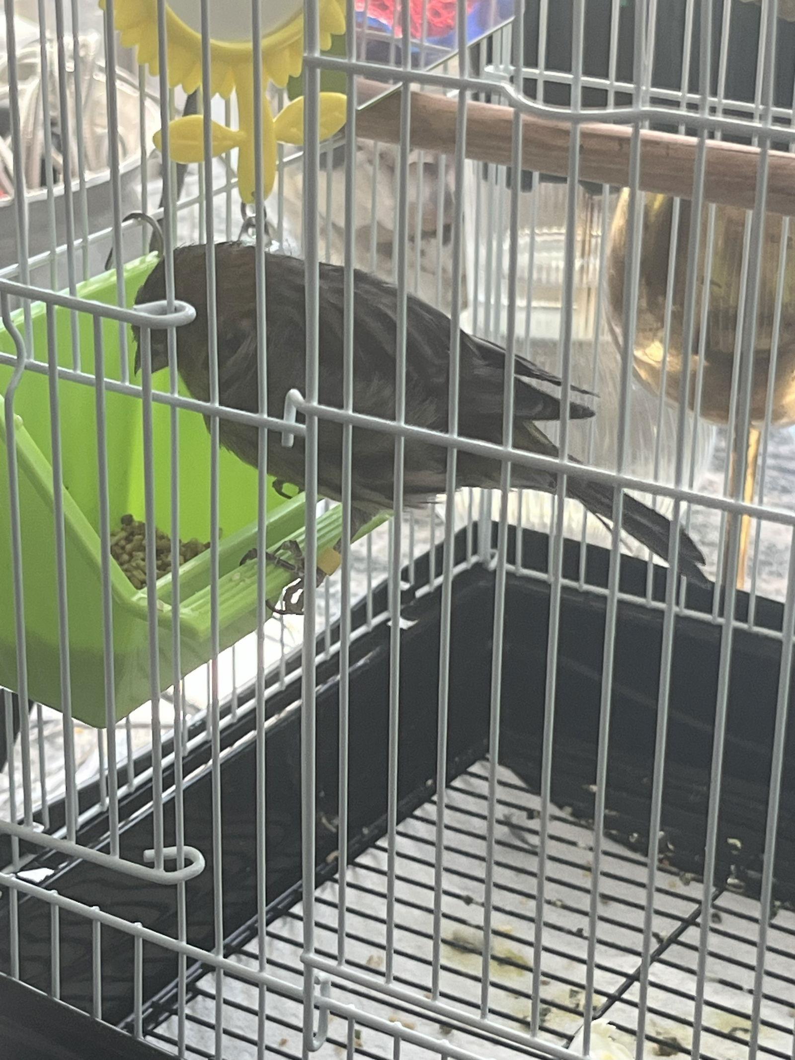 Sunshine (Sunny), Adoptable, Young Female Canary.