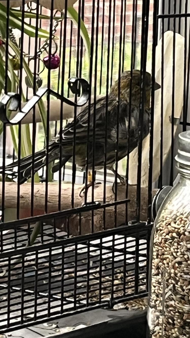 Sunshine (Sunny), a Adoptable Canary in Belford, NJ image 2/2