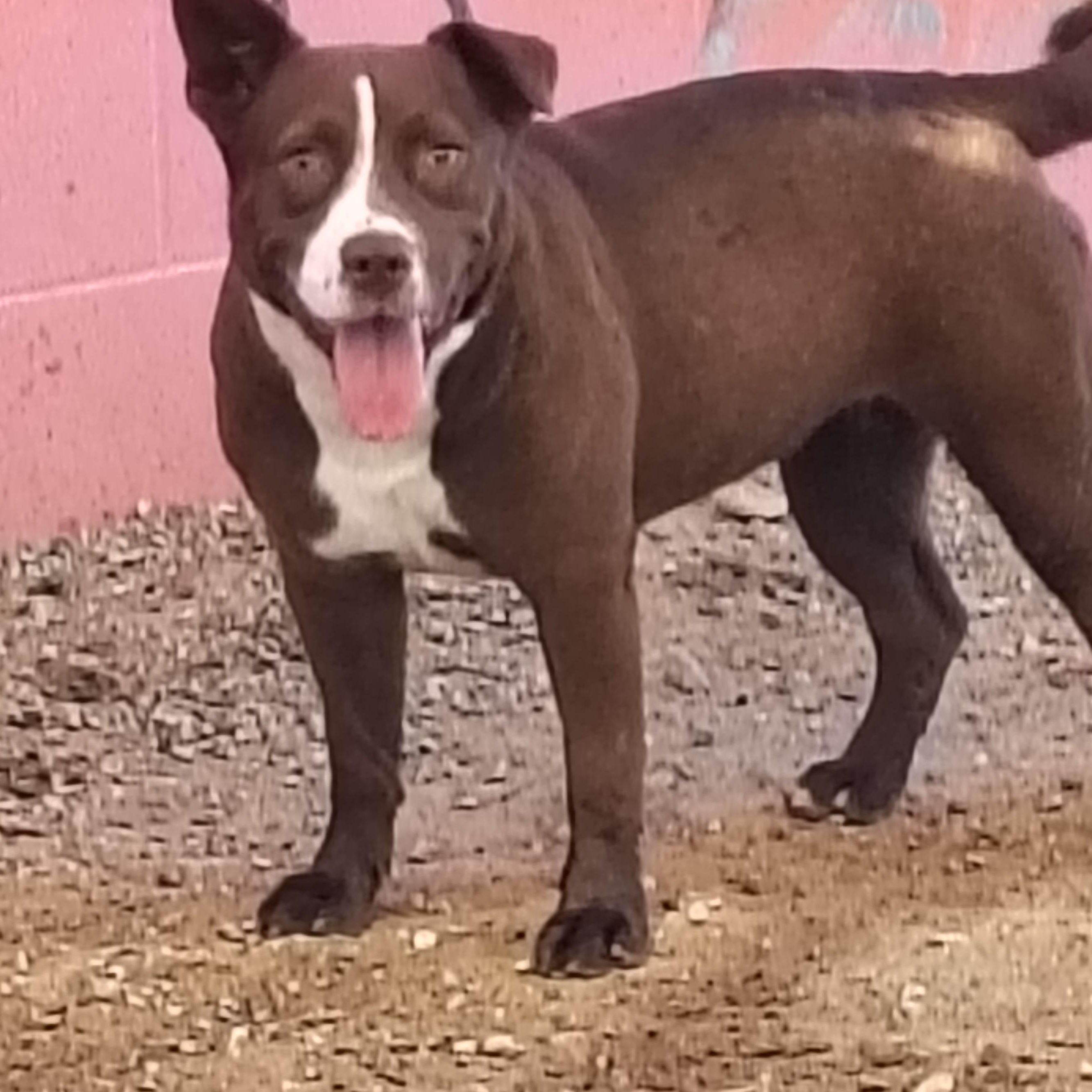 Stella, Adoptable, Young Female Pit Bull Terrier.