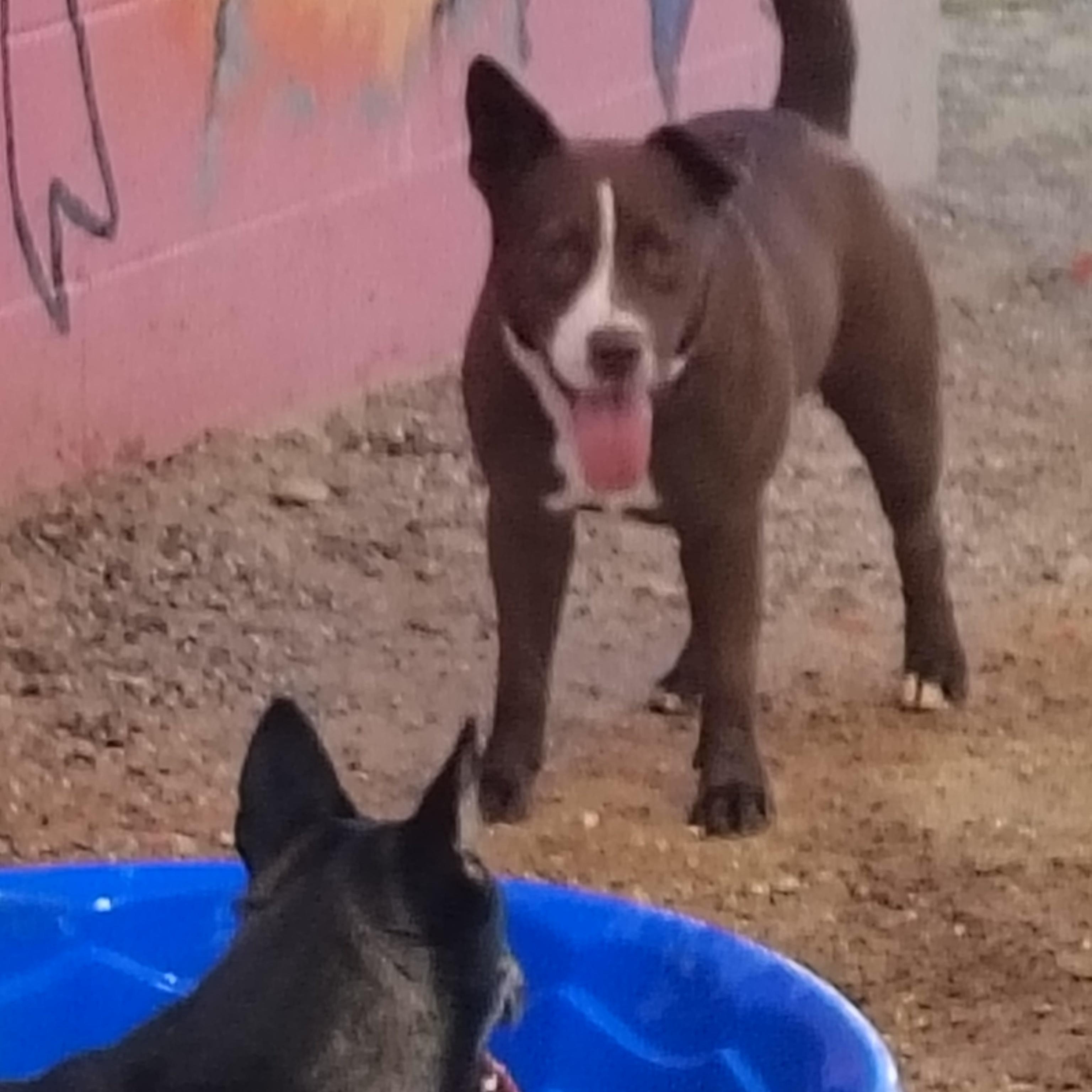 Enlarge Stella, a Adoptable Pit Bull Terrier in Parker, AZ image 2/3