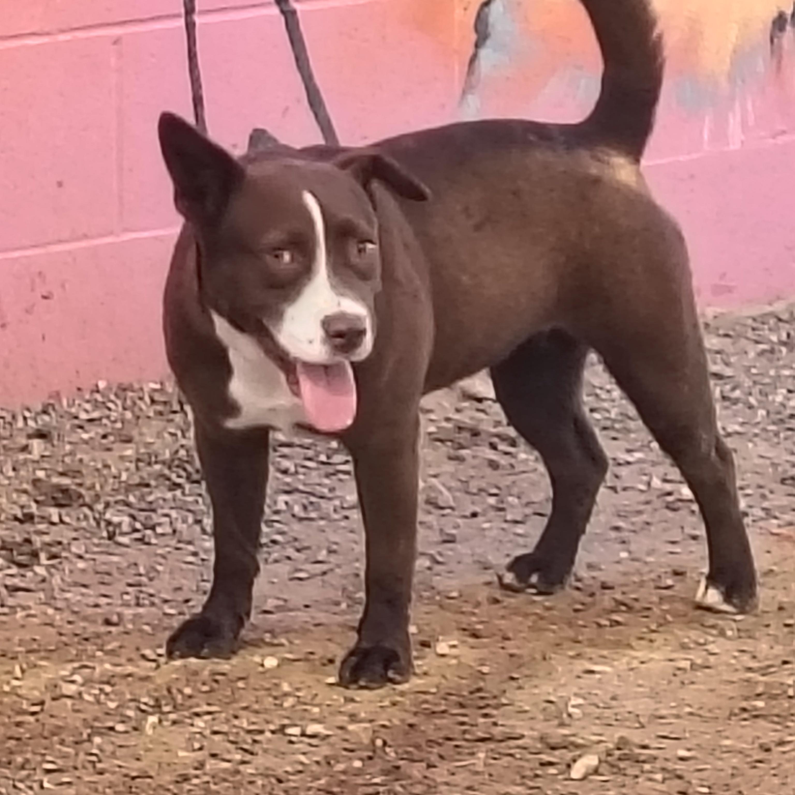 Enlarge Stella, a Adoptable Pit Bull Terrier in Parker, AZ image 3/3