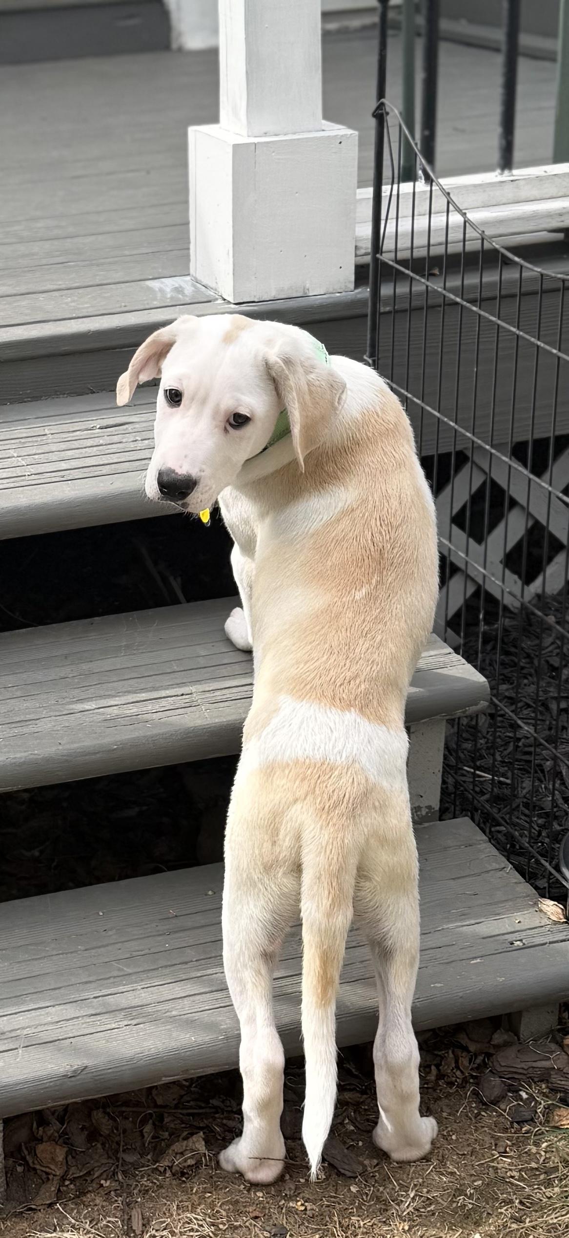 Enlarge Axle, an adopted mixed breed in Albany, NY image 5/6