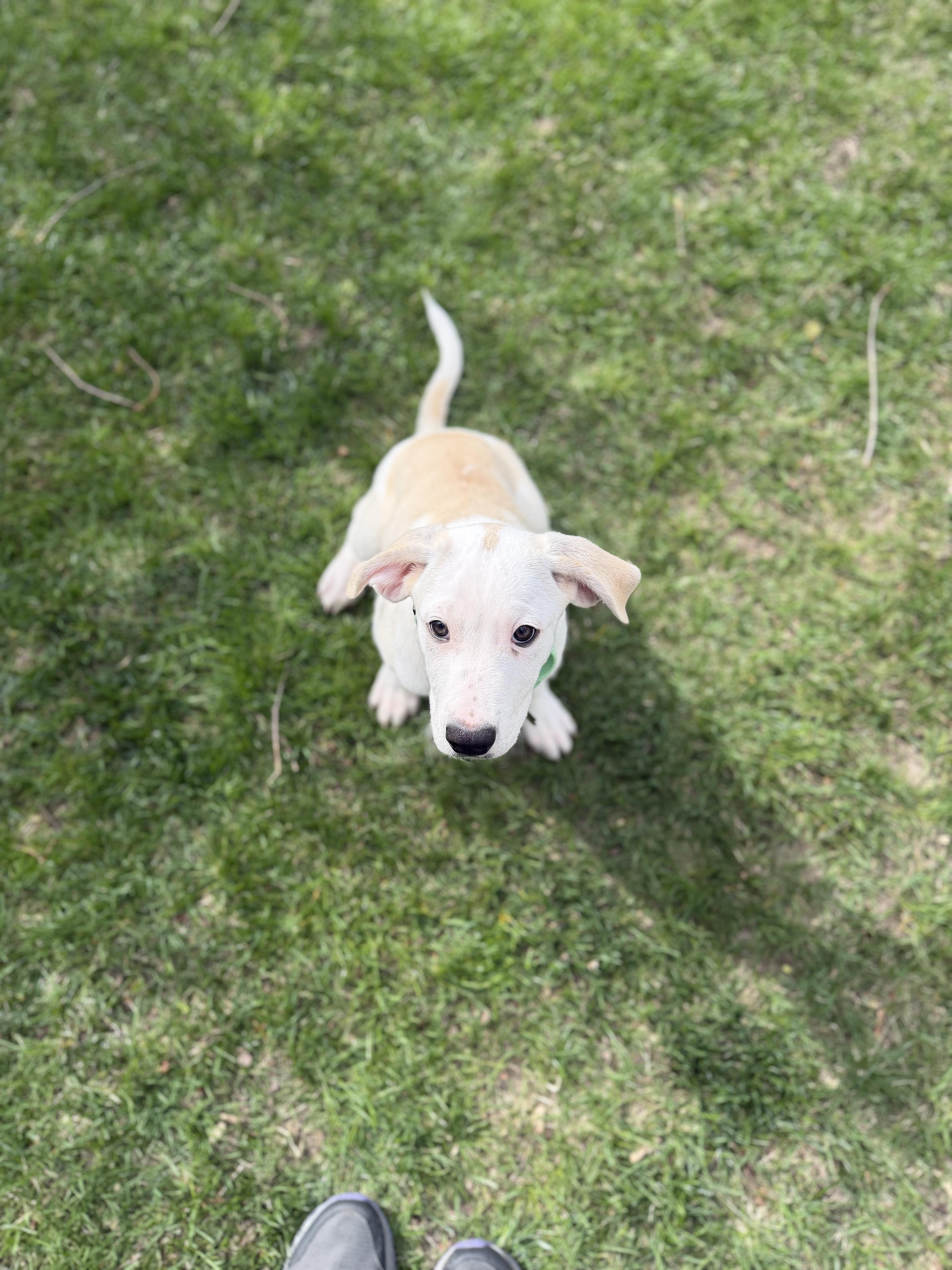 Enlarge Axle, an adopted mixed breed in Albany, NY image 4/6