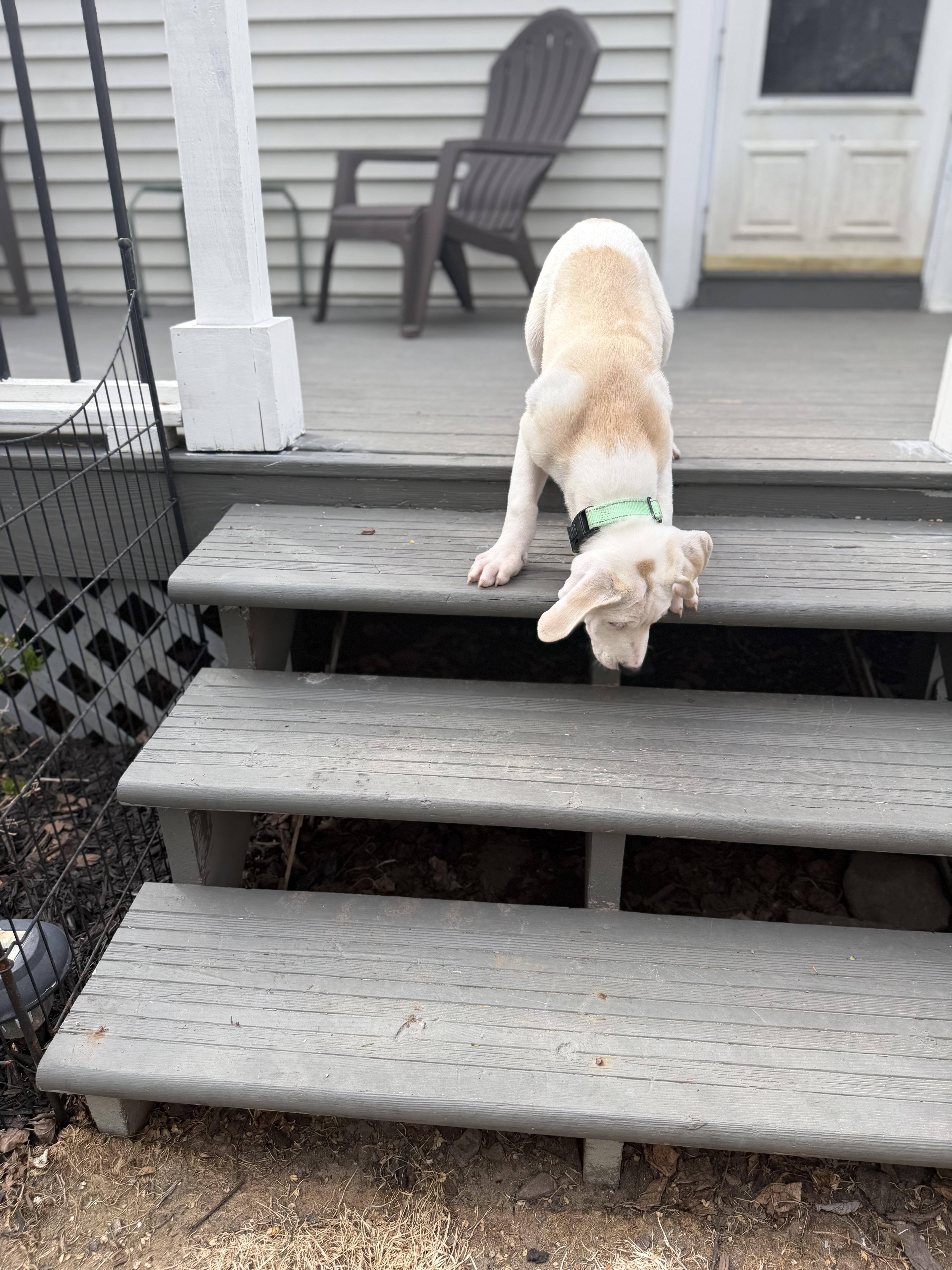 Enlarge Axle, an adopted mixed breed in Albany, NY image 3/6