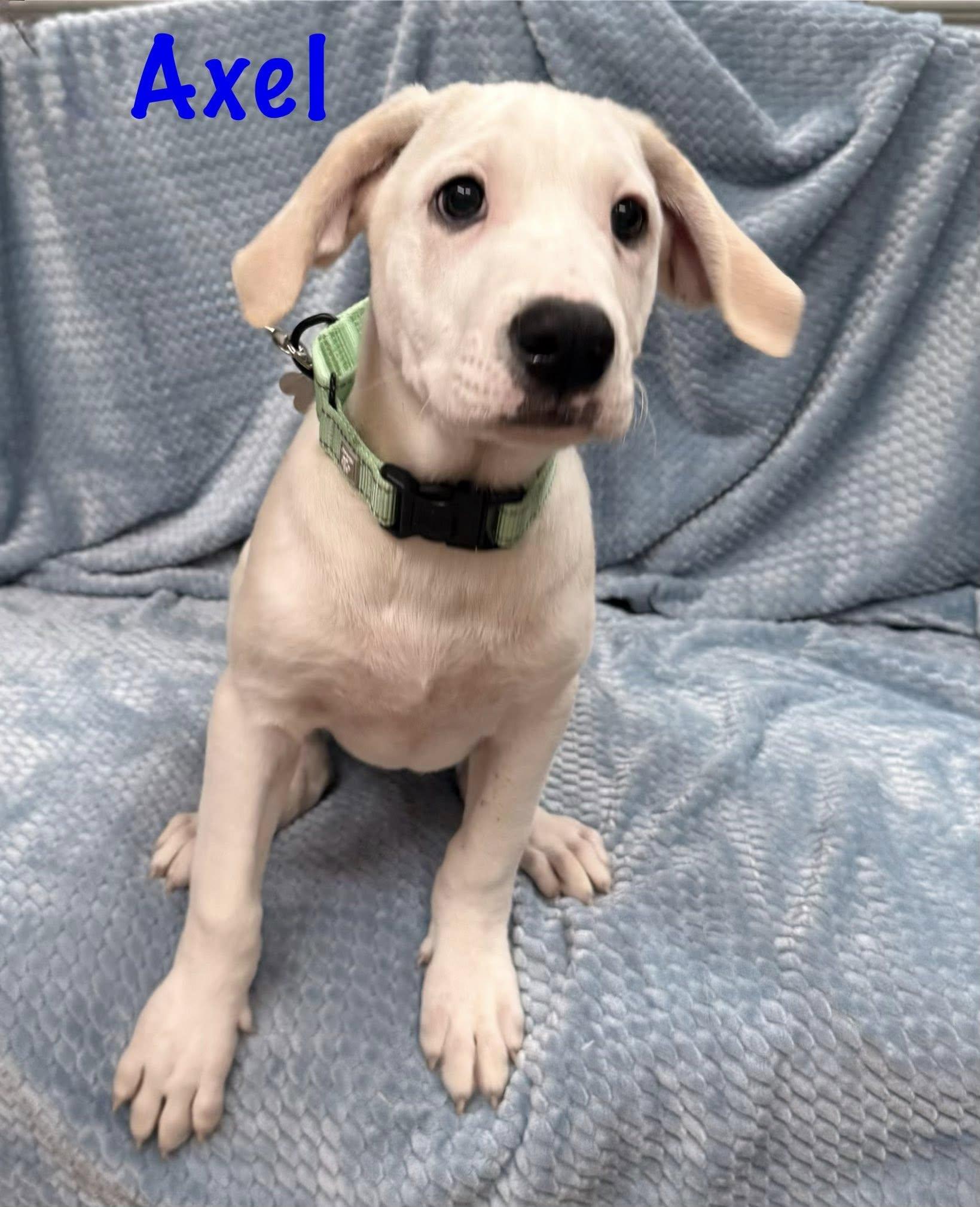 Enlarge Axle, an adopted mixed breed in Albany, NY image 6/6