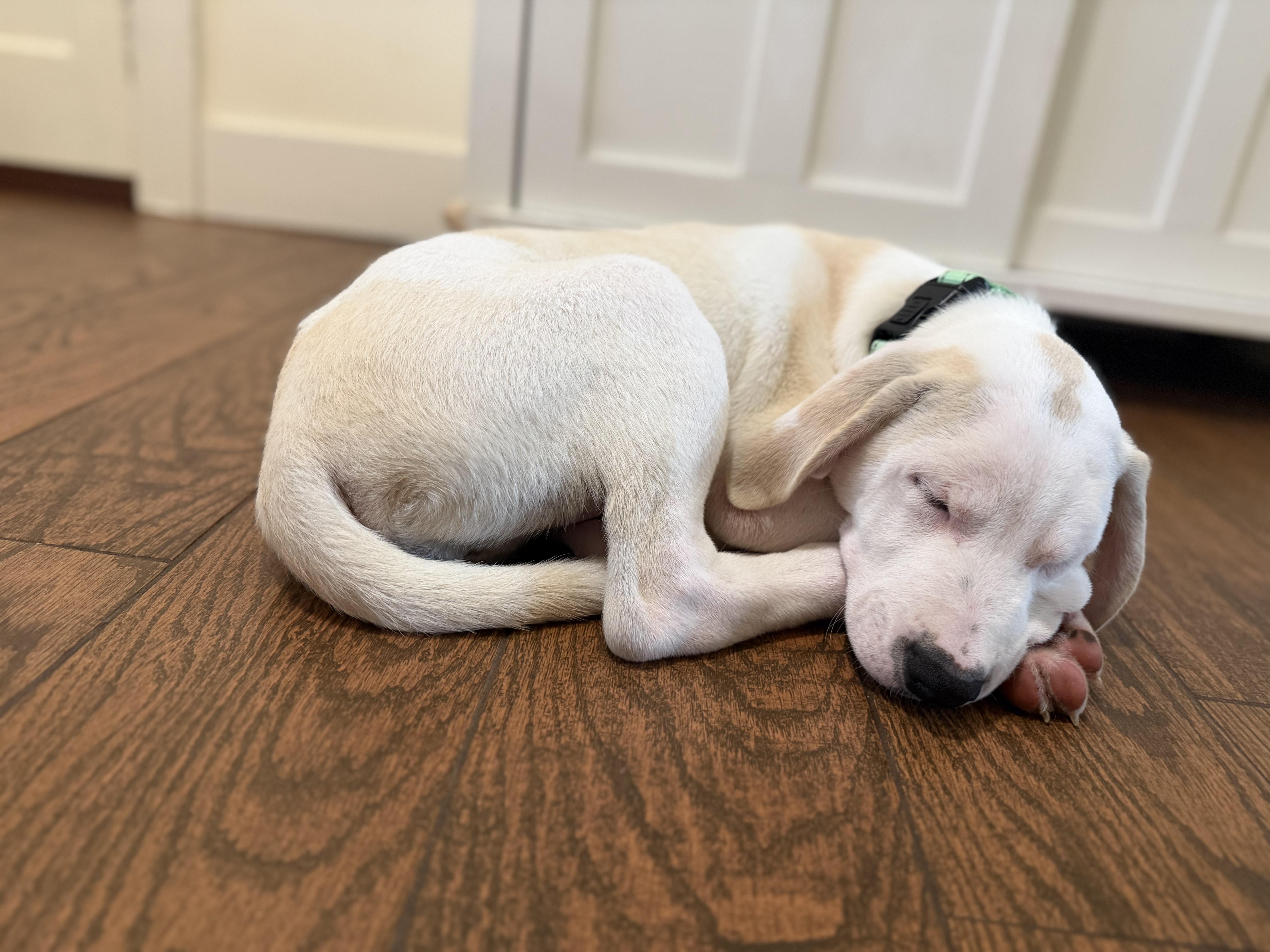 Enlarge Axle, an adopted mixed breed in Albany, NY image 2/6