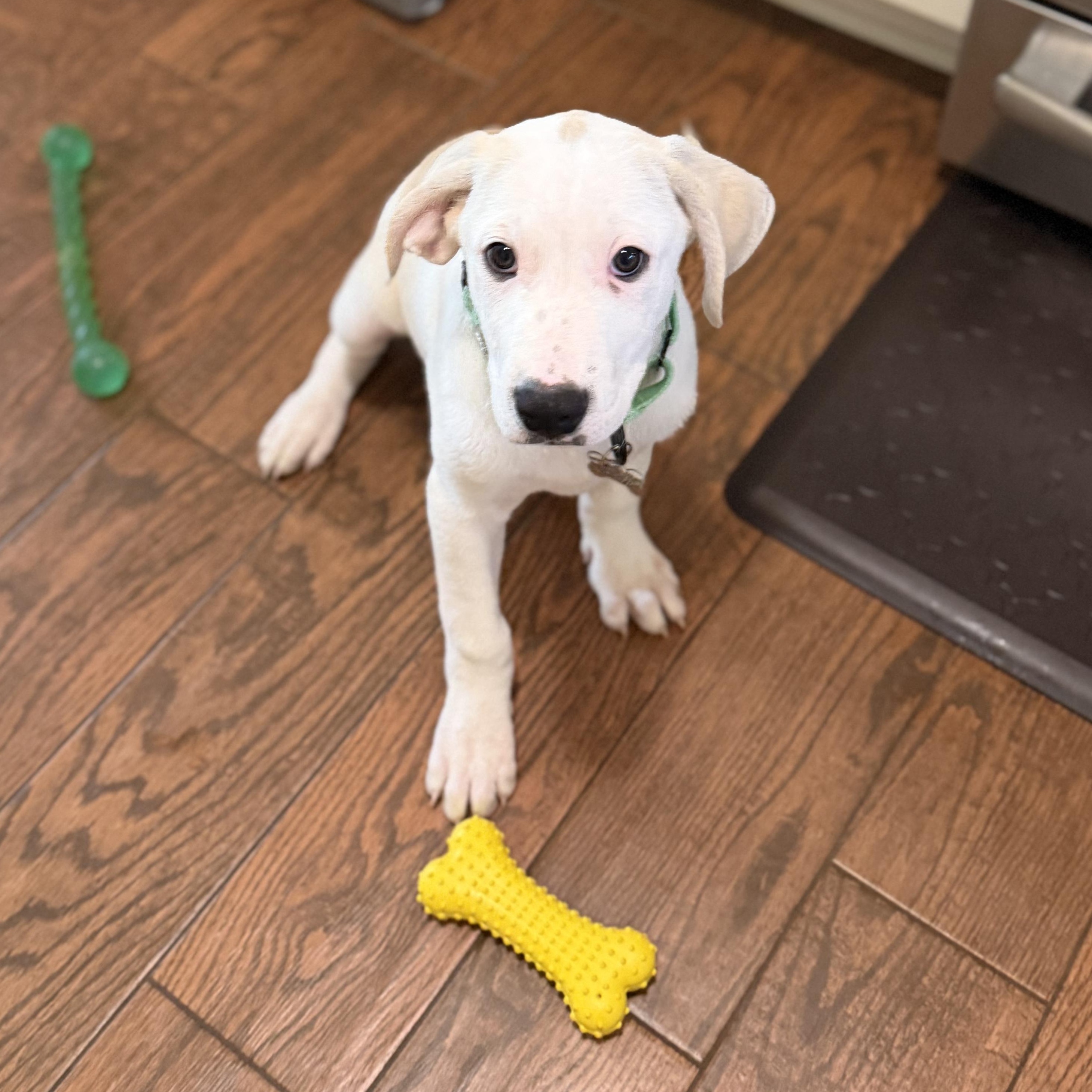 Enlarge Axle, an adopted mixed breed in Albany, NY image 1/6