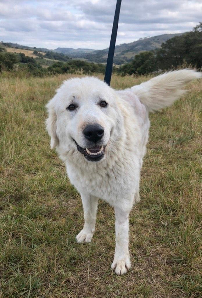 Enlarge MAGGIE, a ADOPTABLE Great Pyrenees in San Bernardino, CA image 1/2