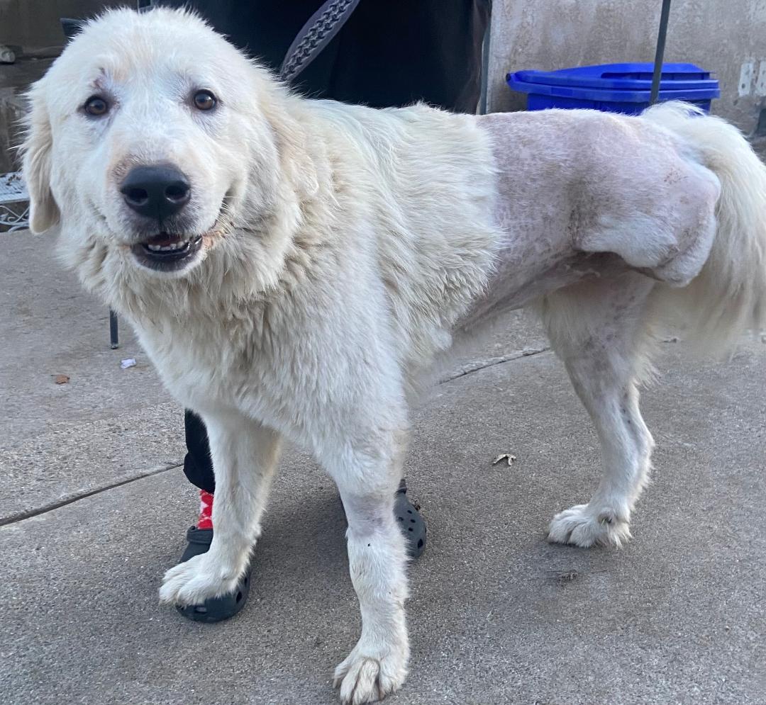 Enlarge MAGGIE, a ADOPTABLE Great Pyrenees in San Bernardino, CA image 2/2