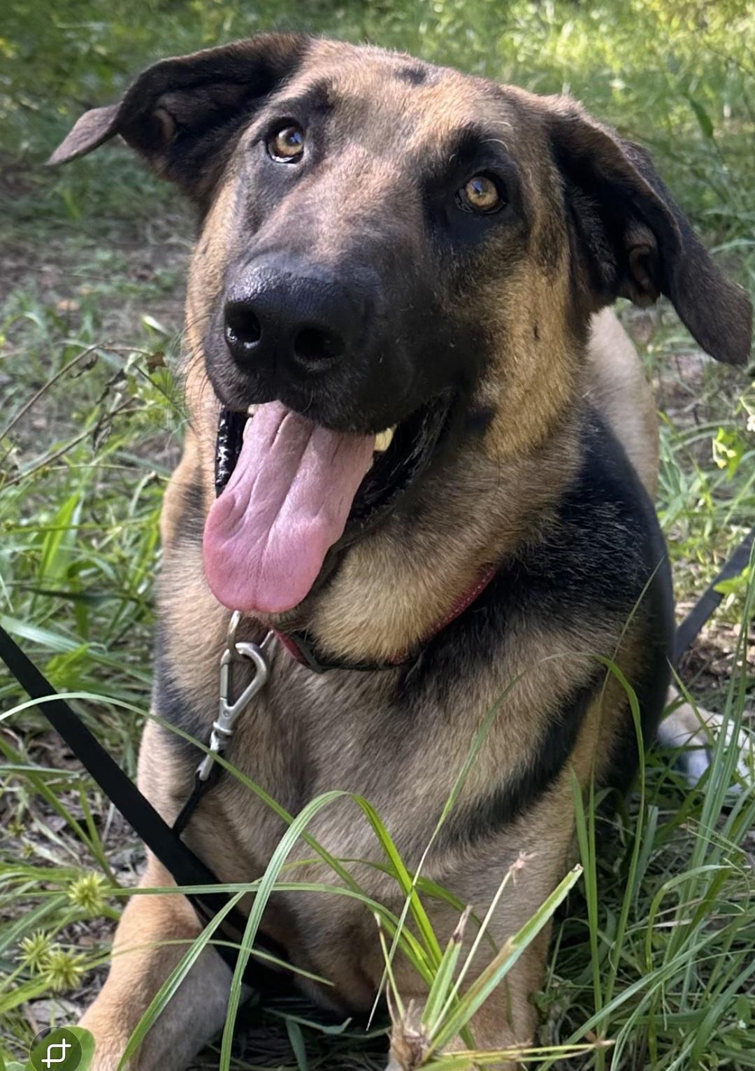 Wylie, an adopted mixed breed in Clermont, FL image 2/3