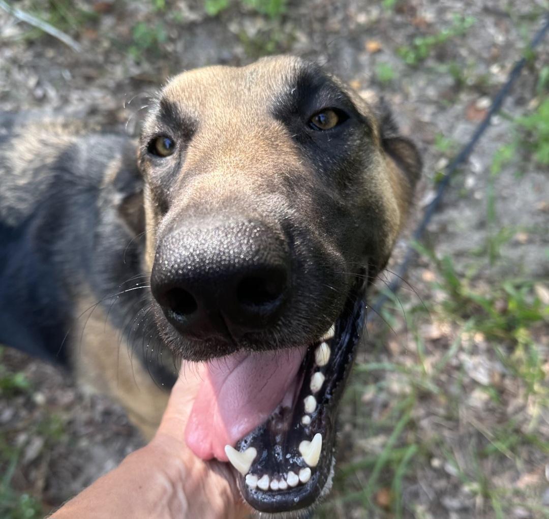 Wylie, an adopted mixed breed in Clermont, FL image 3/3