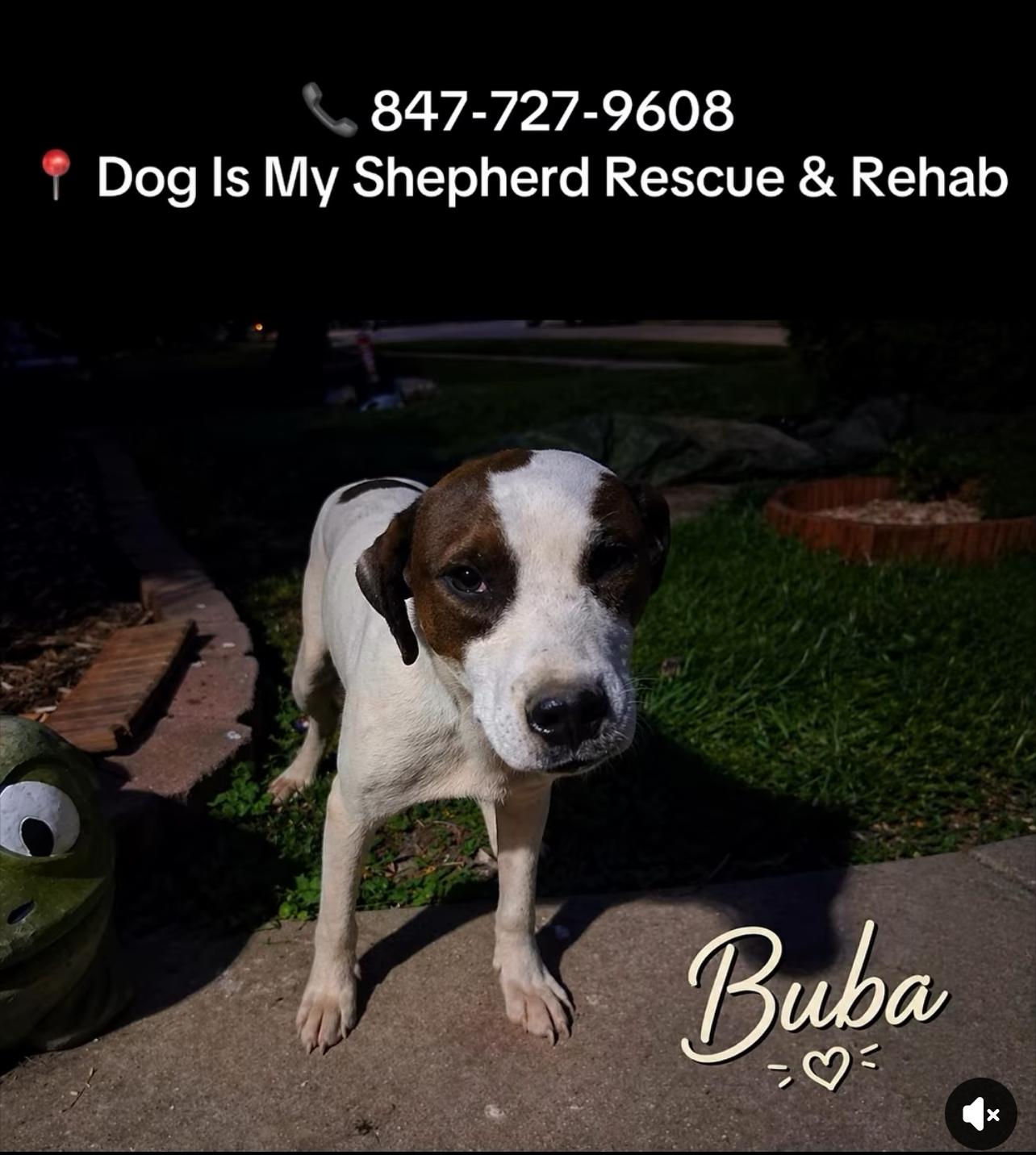 Enlarge Buba, a ADOPTABLE mixed breed in Northlake, IL image 1/1