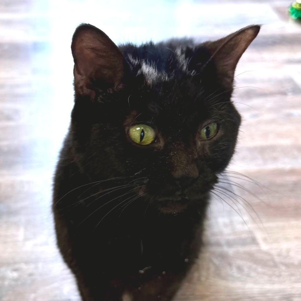 Enlarge Skunk, a Adoptable Domestic Short Hair in Huntsville, AL image 1/4