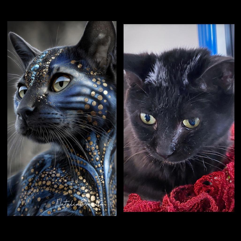 Enlarge Skunk, a Adoptable Domestic Short Hair in Huntsville, AL image 2/4