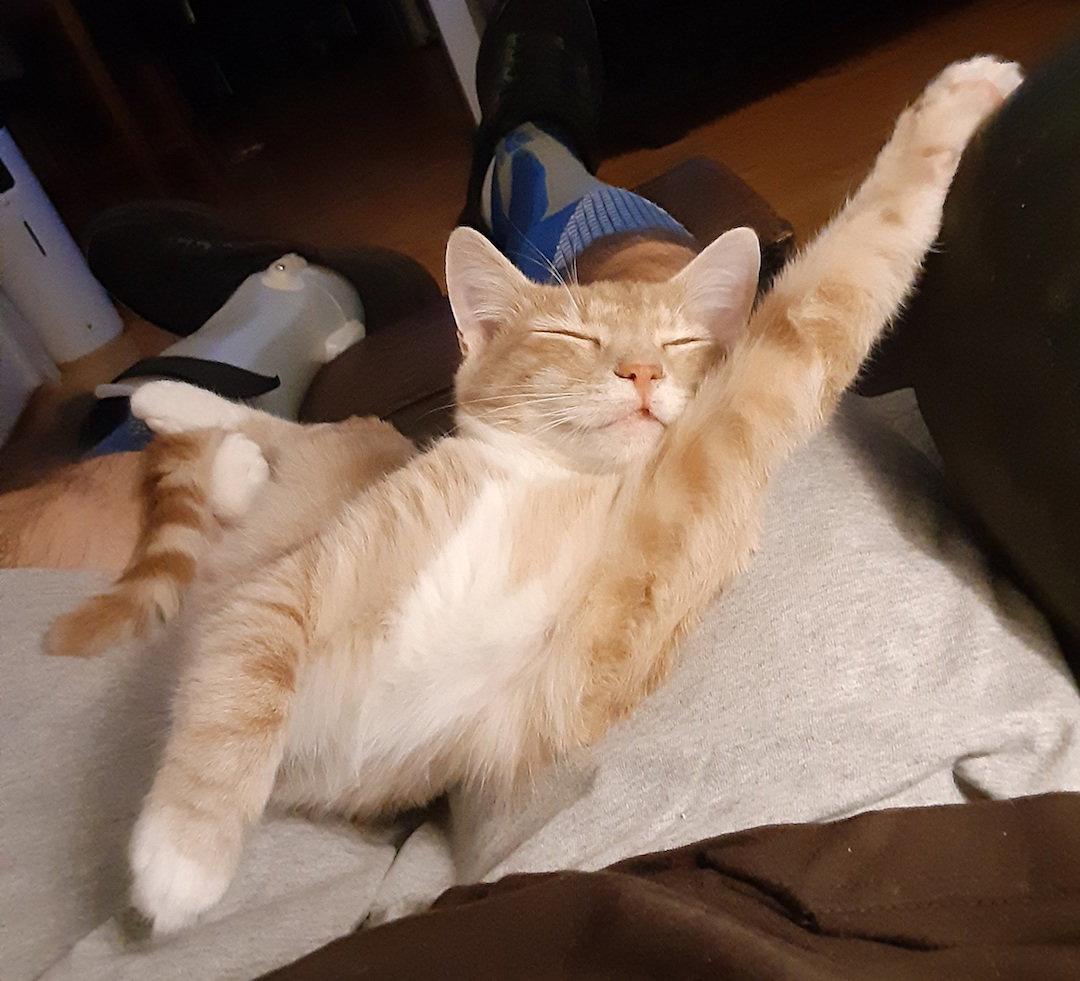 Enlarge Peanut, a Adopted Domestic Short Hair in Albemarle, NC image 1/3