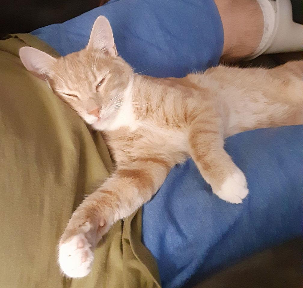 Enlarge Peanut, a Adopted Domestic Short Hair in Albemarle, NC image 2/3