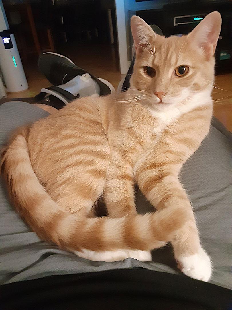 Enlarge Peanut, a Adopted Domestic Short Hair in Albemarle, NC image 3/3