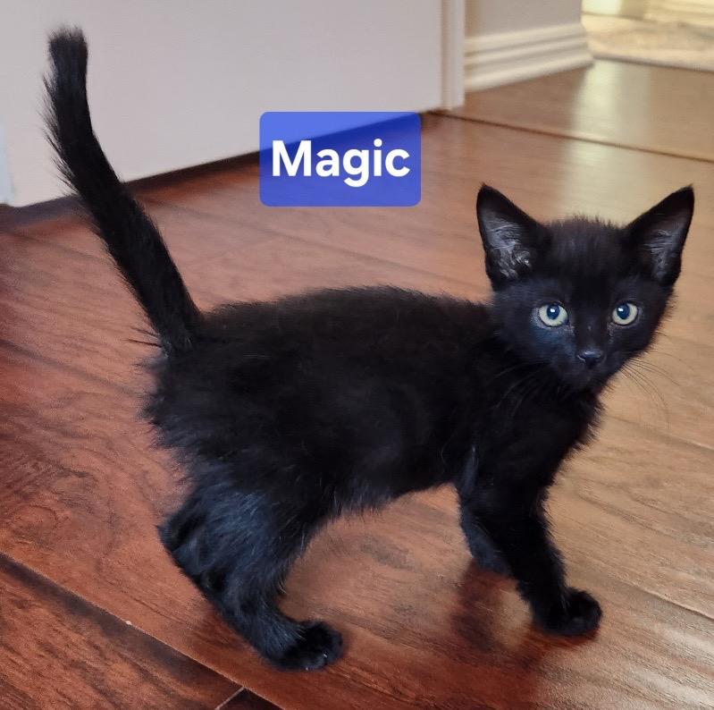 Enlarge Black Magic, a Adoptable mixed breed in San Jacinto, CA image 1/1