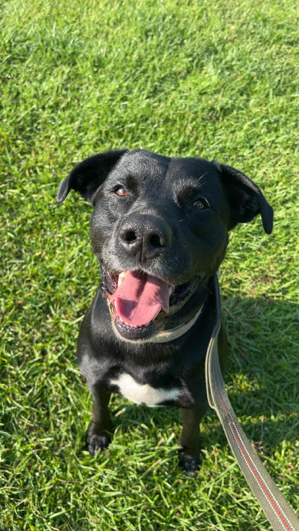 Koe, Adoptable, Adult Male Black Labrador Retriever.