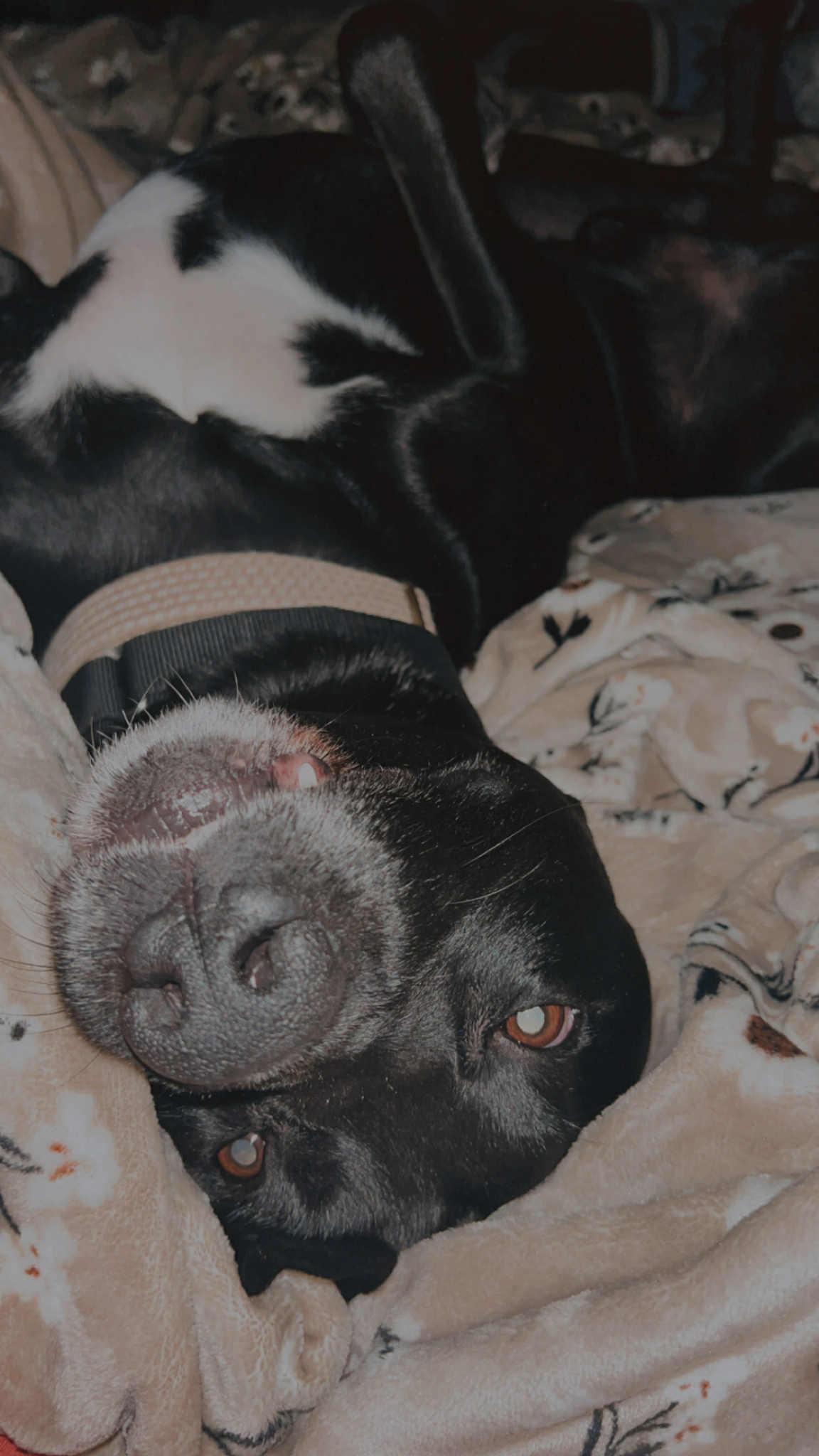 Enlarge Koe, a Adoptable mixed breed in Bloomingdale, GA image 2/4