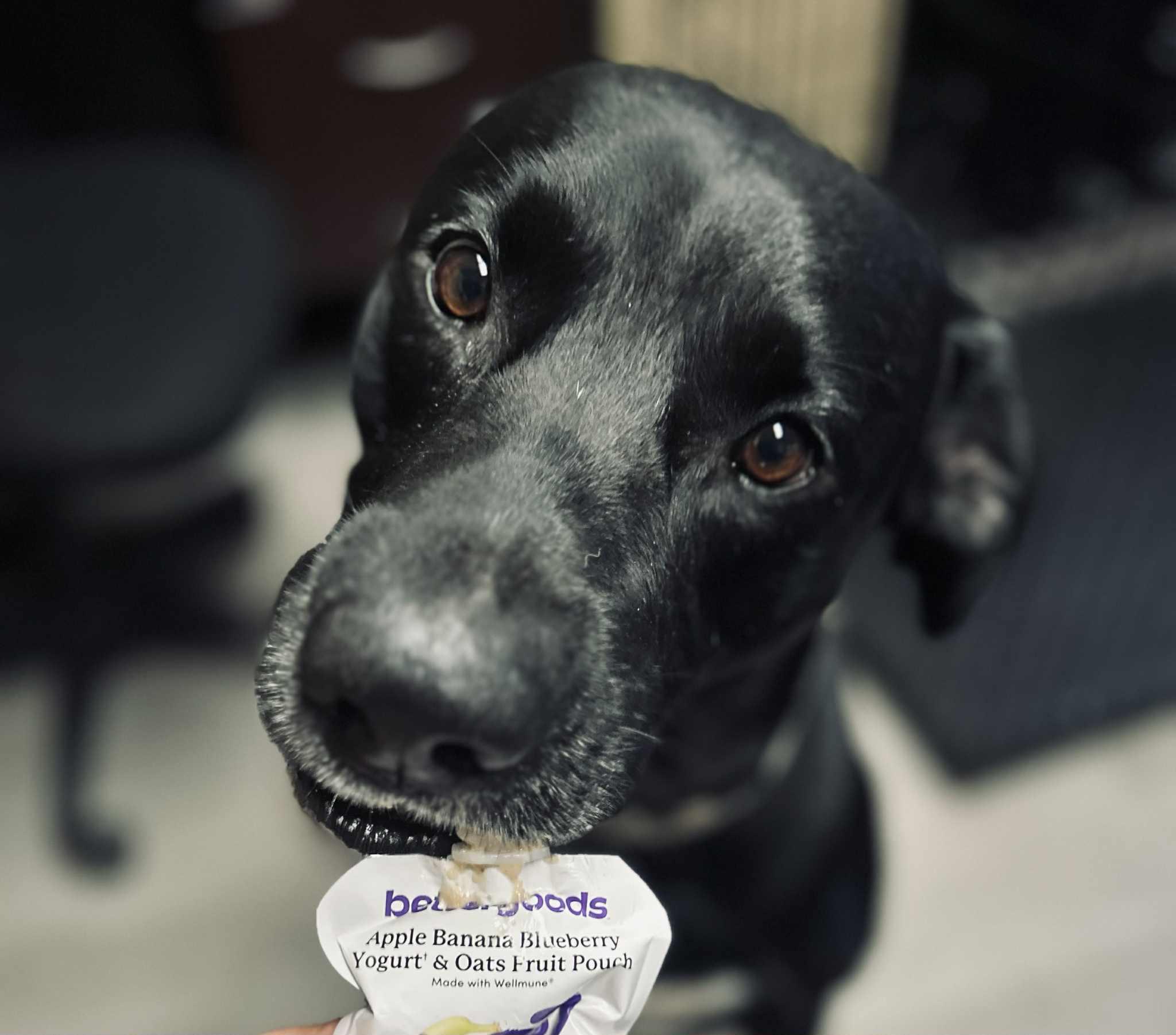 Enlarge Koe, a Adoptable mixed breed in Bloomingdale, GA image 3/4