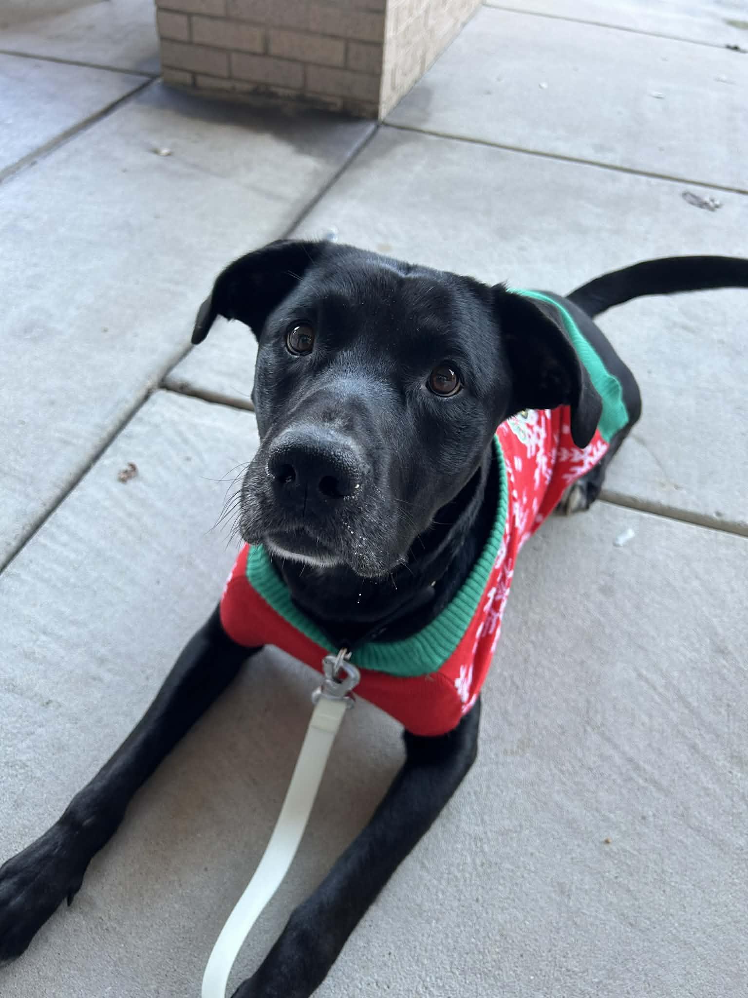 Enlarge Koe, a Adoptable mixed breed in Bloomingdale, GA image 1/5