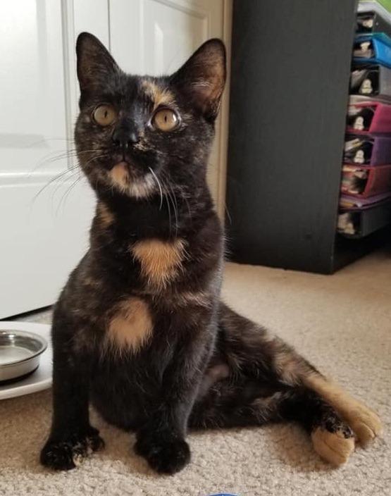 Enlarge Sunday, a Adopted mixed breed in Battle Creek, MI image 1/2