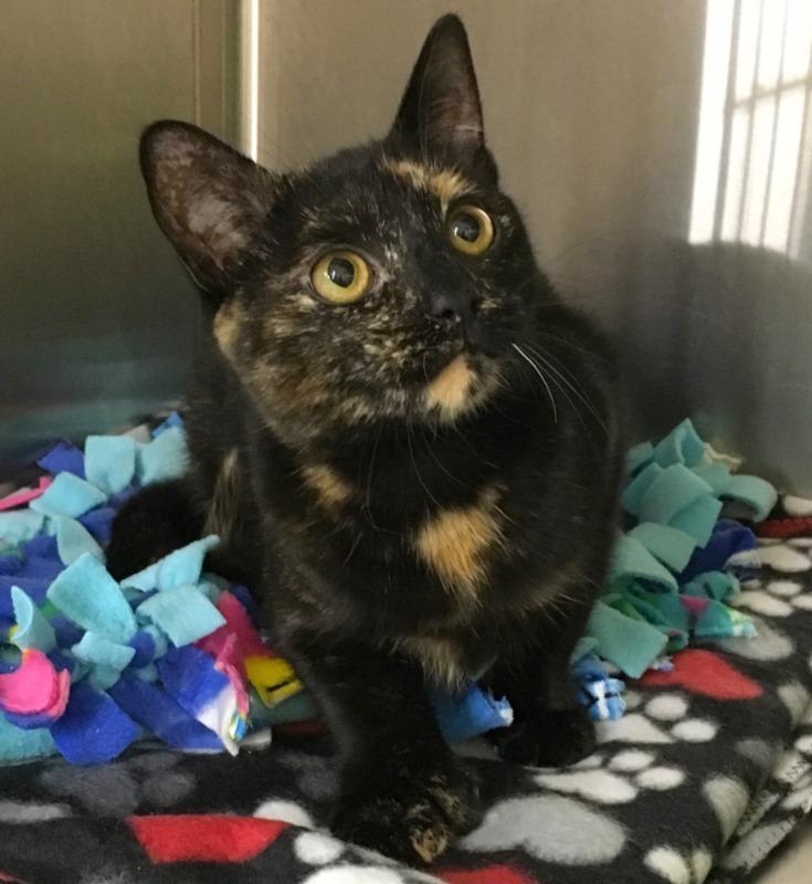 Enlarge Sunday, a Adopted mixed breed in Battle Creek, MI image 2/2