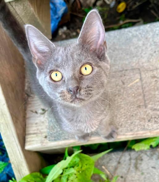 Enlarge Labatt Blue and Blueberry Shandy, a ADOPTABLE American Shorthair in Elkland, PA image 2/5