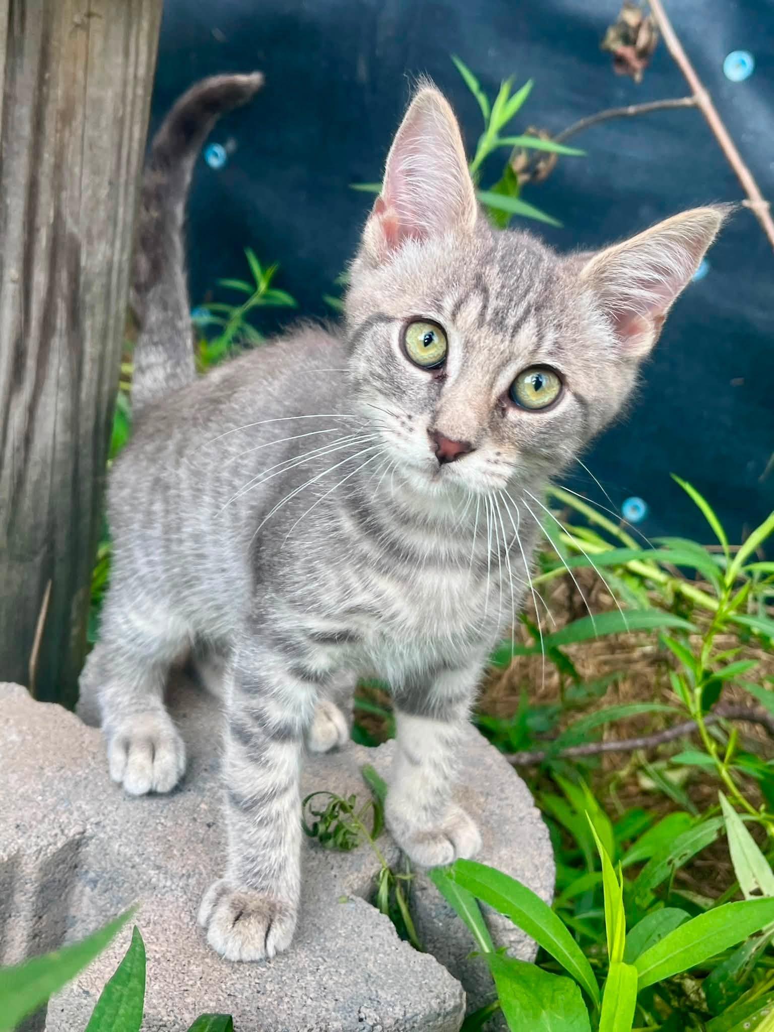 Enlarge Labatt Blue and Blueberry Shandy, a ADOPTABLE American Shorthair in Elkland, PA image 3/5