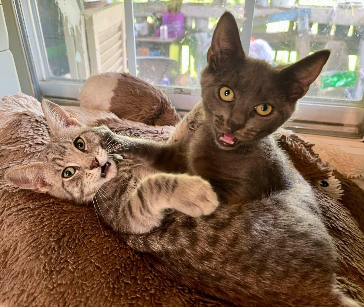 Enlarge Labatt Blue and Blueberry Shandy, a ADOPTABLE American Shorthair in Elkland, PA image 1/5
