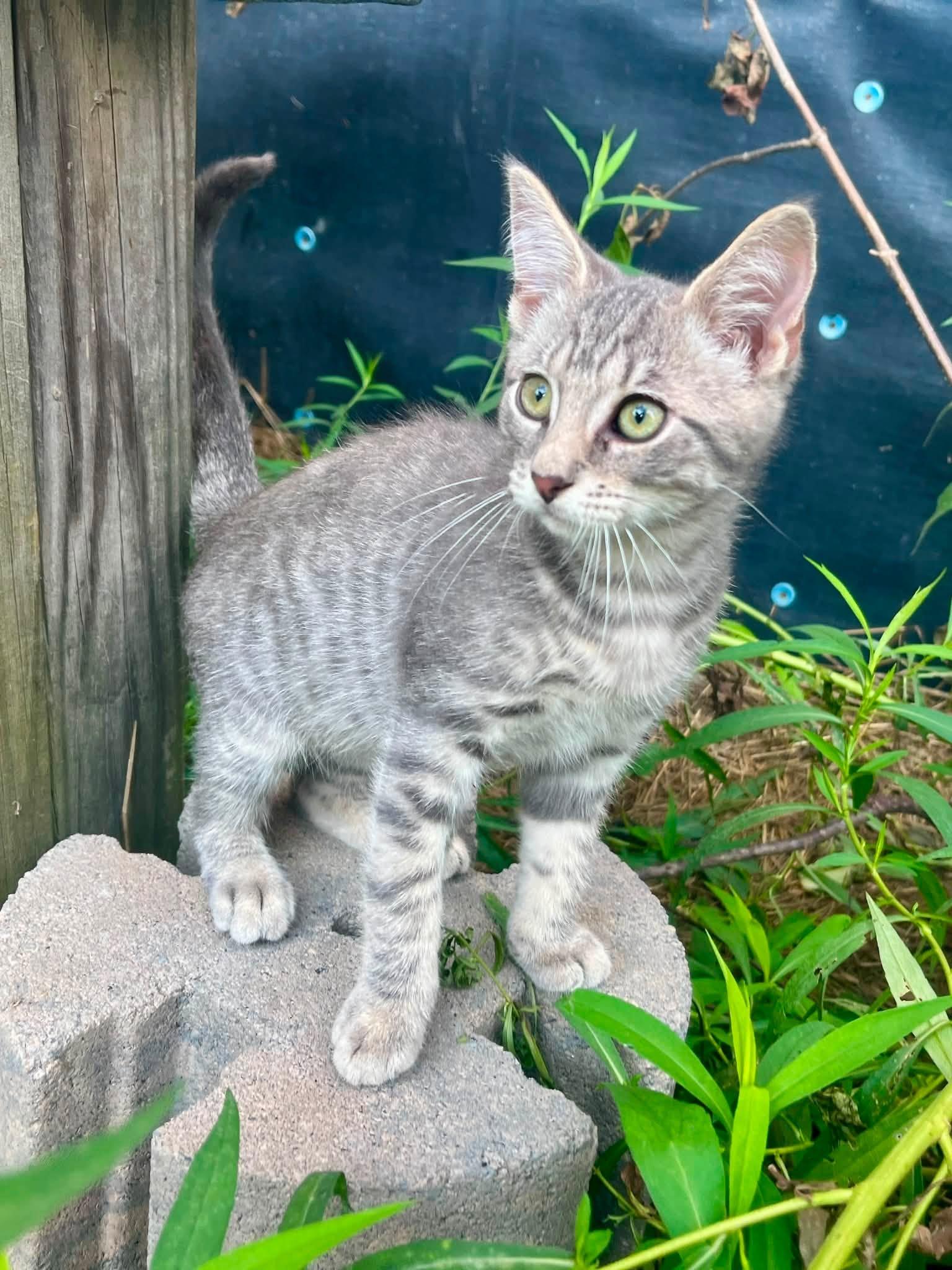 Enlarge Labatt Blue and Blueberry Shandy, a ADOPTABLE American Shorthair in Elkland, PA image 5/5