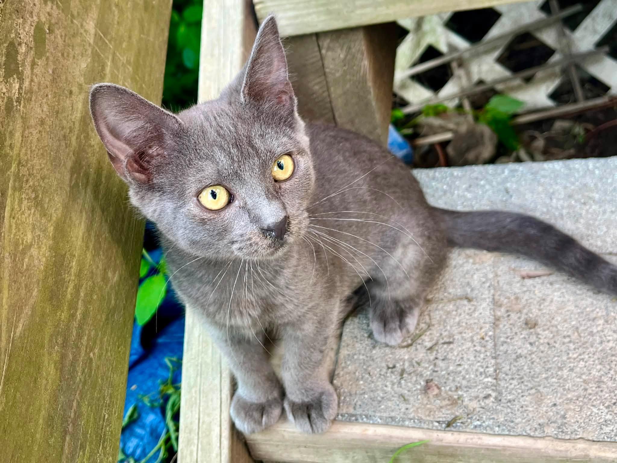 Enlarge Labatt Blue and Blueberry Shandy, a ADOPTABLE American Shorthair in Elkland, PA image 4/5