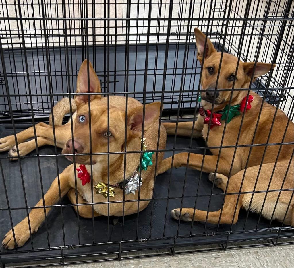 Red, Adoptable, Young Male Shepherd & Carolina Dog.