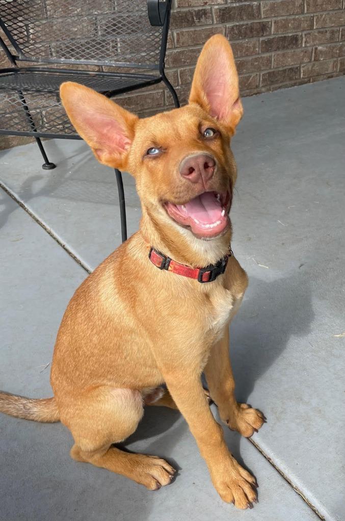 Red, Adoptable, Young Male Shepherd & Carolina Dog.