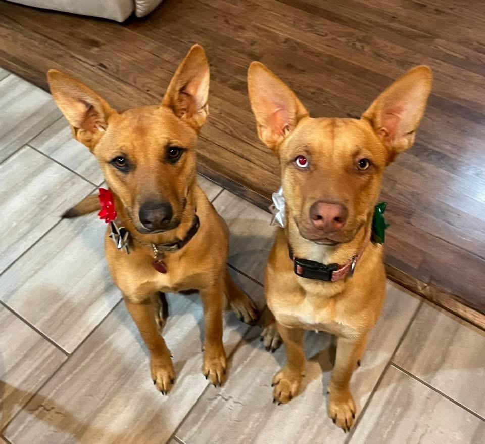 Enlarge Red, a Adoptable mixed breed in Claremore, OK image 3/3