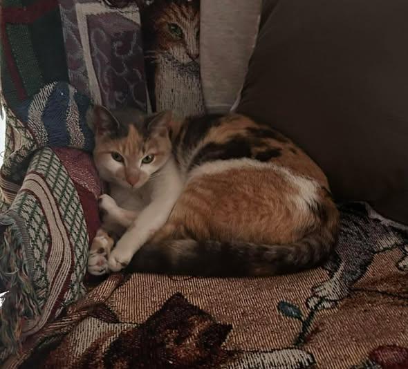 Enlarge Lola, a ADOPTABLE Domestic Short Hair in Reading, PA image 2/2