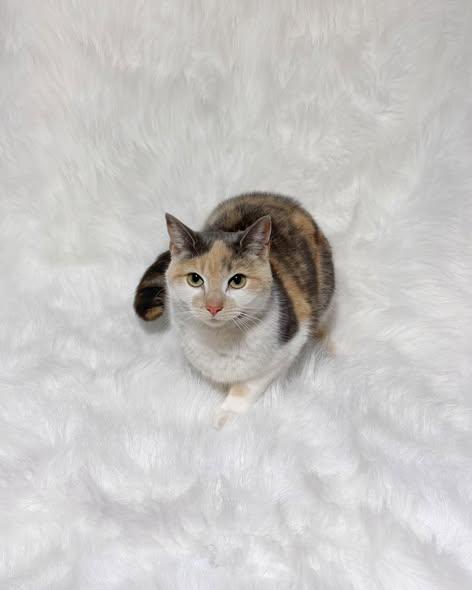 Lola, ADOPTABLE, Adult Female Domestic Short Hair.