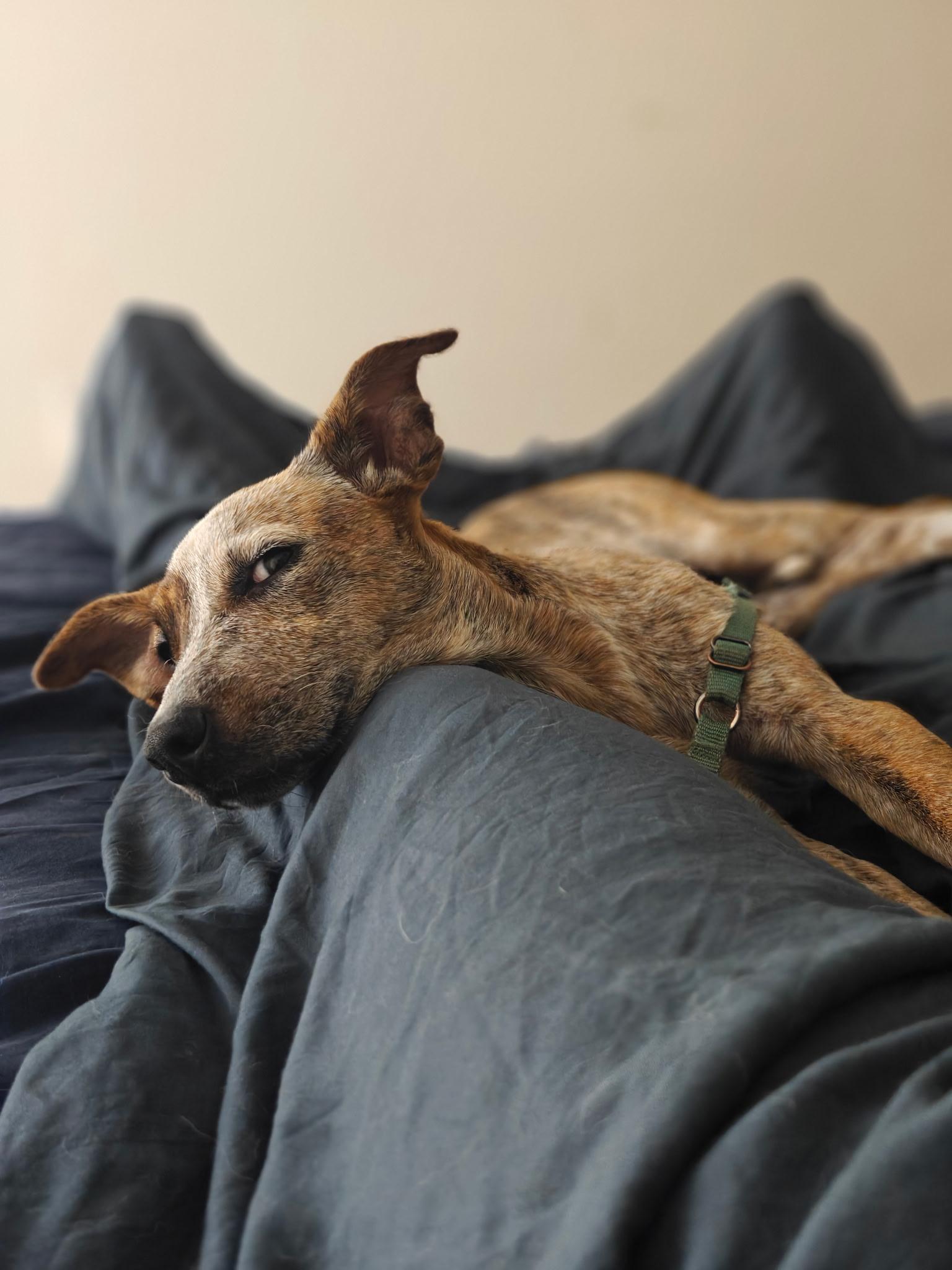 Enlarge Gwynn, an adopted mixed breed in El Cajon, CA image 5/5