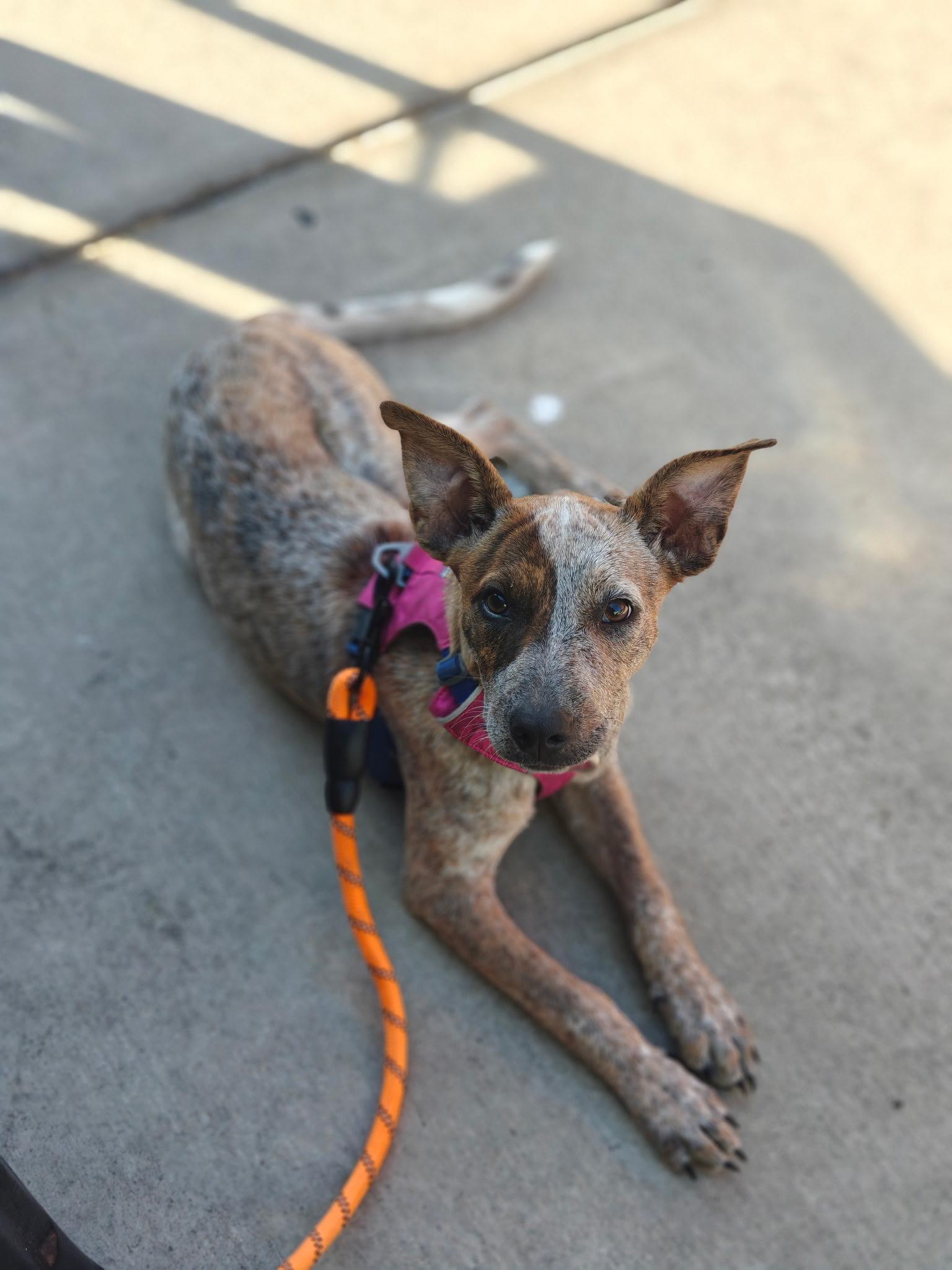 Enlarge Gwynn, an adopted mixed breed in El Cajon, CA image 2/5