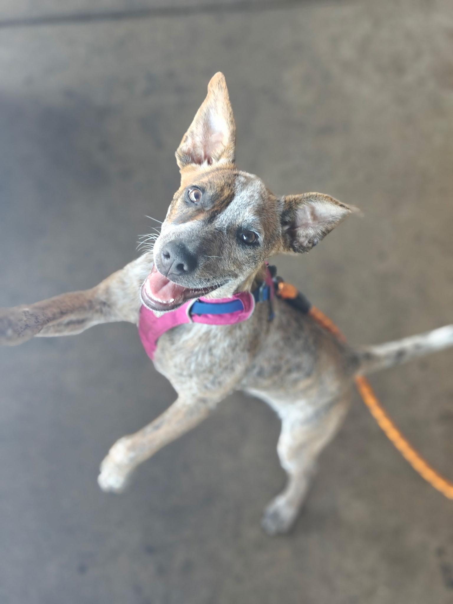 Gwynn, adopted, Puppy Female Australian Cattle Dog / Blue Heeler.