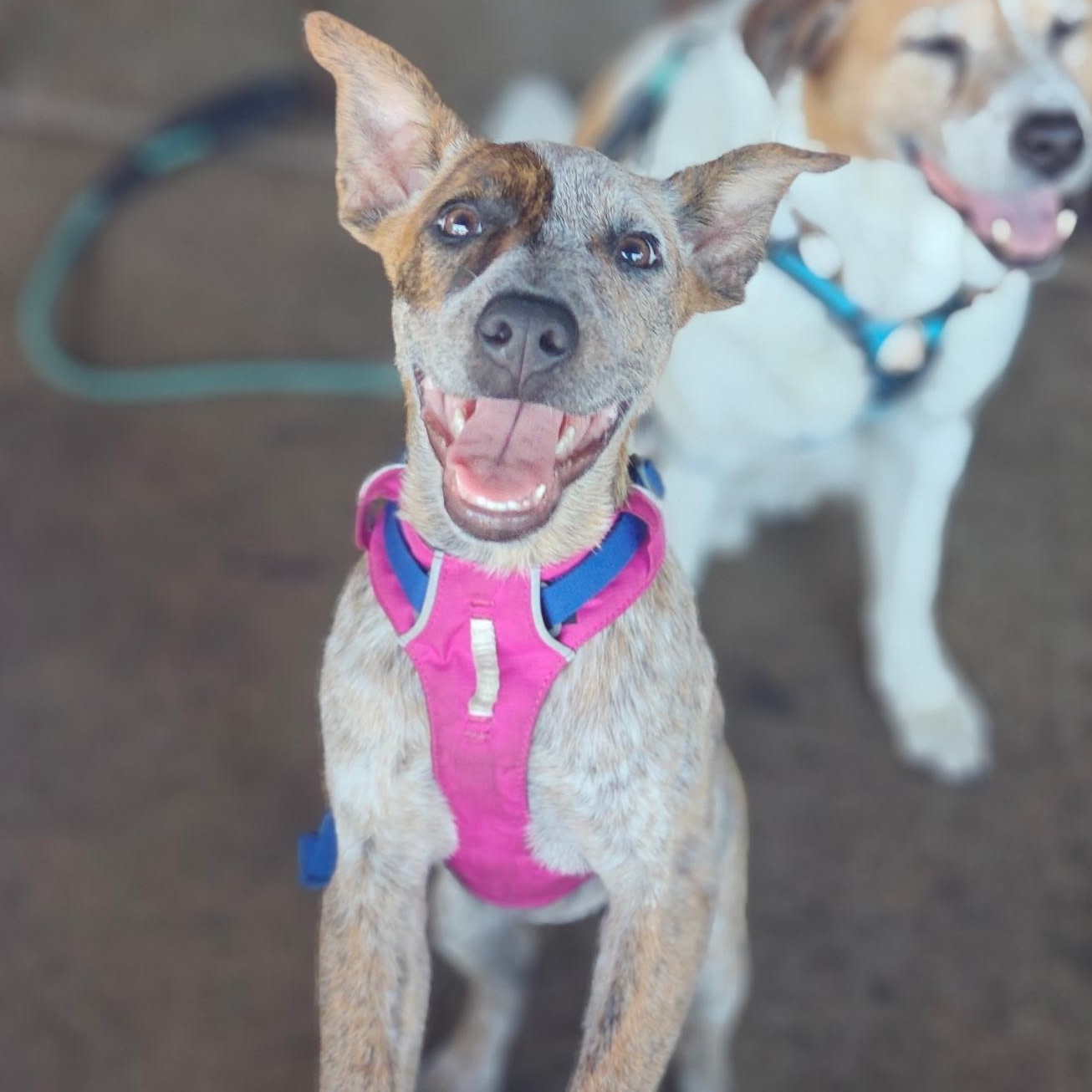 Enlarge Gwynn, an adopted mixed breed in El Cajon, CA image 3/5