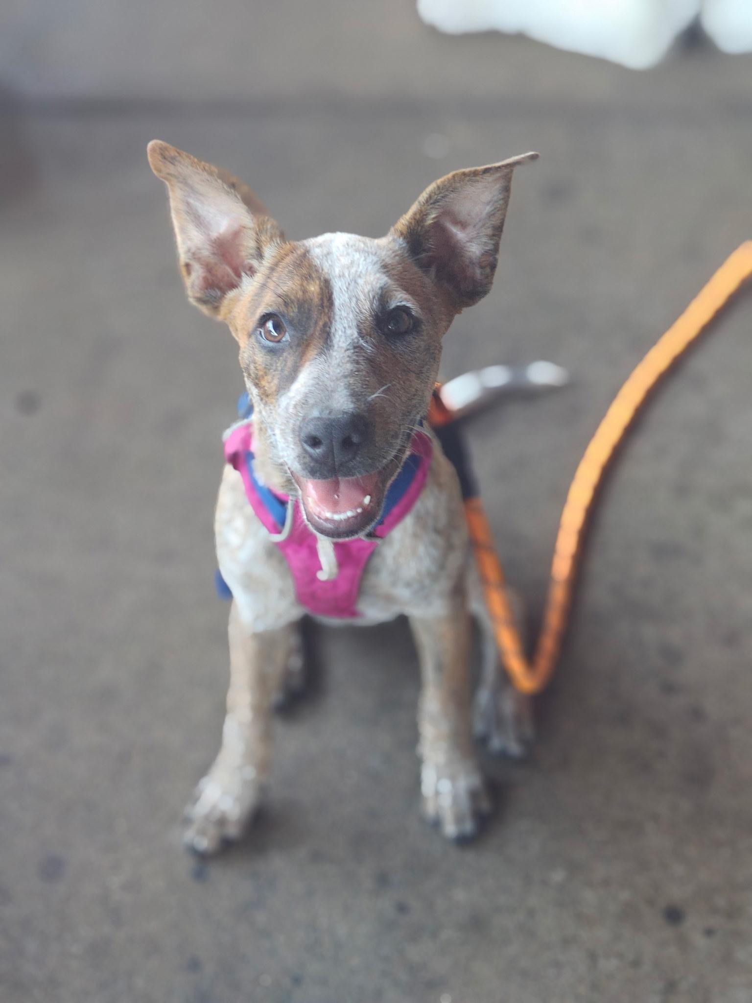 Enlarge Gwynn, an adopted mixed breed in El Cajon, CA image 4/5